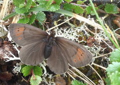 Fjellringvinge (Erebia pandrose)