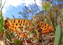 Rødflekket perlemorvinge (Boloria euphrosyne)