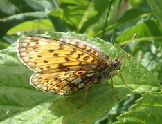 Rødflekket perlemorvinge (Boloria euphrosyne)