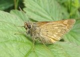 Engsmyger (Ochlodes sylvanus)