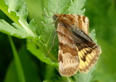 Brunt slåttefly (Euclidia glyphica)