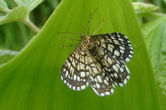 Rutemåler (Semiothisa clathrata)