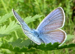 Engblåvinge (Cyaniris semiargus)