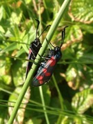 Seksflekket bloddråpesvermer (Zygaena filipendulae)