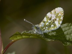 Aurorasommerfugl (Anthocharis cardamines)