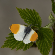 Aurorasommerfugl (Anthocharis cardamines)