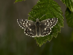 Bakkesmyger (Pyrgus malvae)