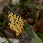 Pantermåler (Pseudopanthera macularia)