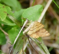 Brun buemåler (Macaria brunneata)