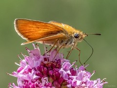 Timoteismyger (Thymelicus lineola)