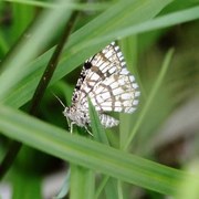 Rutemåler (Chiasmia clathrata)