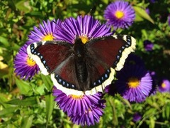 Sørgekåpe (Nymphalis antiopa)