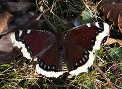 Sørgekåpe (Nymphalis antiopa)