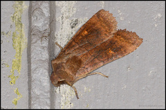 Bølgefly (Eupsilia transversa)