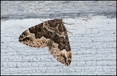 Vårkrattmåler (Lampropteryx suffumata)
