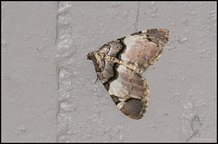 Fiolett rosemåler (Anticlea derivata)