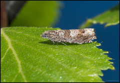 Junikveldvikler (Epinotia tetraquetrana)