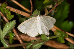 Gul sankthansmåler (Cabera exanthemata)