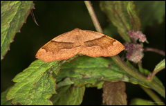 Bred skumringsmåler (Plagodis pulveraria)