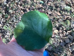 Svartor (Alnus glutinosa)