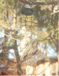 Stær (Sturnus vulgaris)