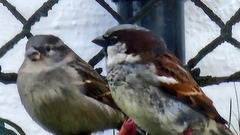 Gråspurv (Passer domesticus)