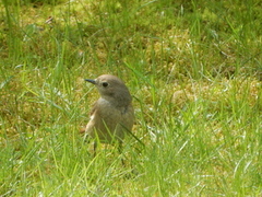 Svartrødstjert (Phoenicurus ochruros)