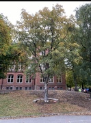 Hengebjørk (Betula pendula)