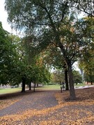 Hengebjørk (Betula pendula)