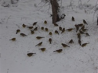 Gulspurv (Emberiza citrinella)