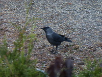 Kaie (Corvus monedula)