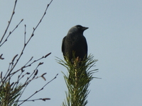 Kaie (Corvus monedula)