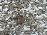 Bokfink (Fringilla coelebs)