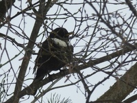 Ringtrost (Turdus torquatus)