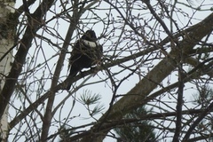 Ringtrost (Turdus torquatus)