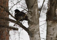 Ringtrost (Turdus torquatus)