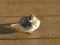 Linerle (Motacilla alba)