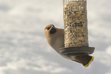 Sidensvans (Bombycilla garrulus)