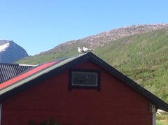 Fiskemåke (Larus canus)