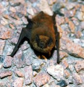 Pipistrellus