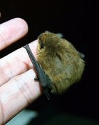 Pipistrellus