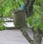 Gråspurv (Passer domesticus)