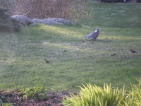 Grønnsisik (Carduelis spinus)