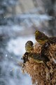 Gulspurv (Emberiza citrinella)