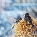 Gulspurv (Emberiza citrinella)