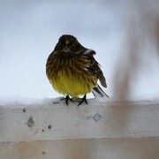 Gulspurv (Emberiza citrinella)