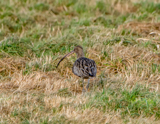 Storspove (Numenius arquata)