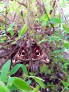 Nattpåfugløye (Saturnia pavonia)