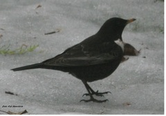 Ringtrost (Turdus torquatus)