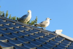 Fiskemåke (Larus canus)